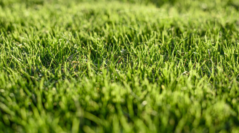 Skoszona trawa, porządki w ogrodzie